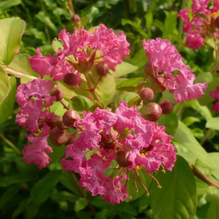 Lagerstroemia indica 'Watermelon Red', pirosas rózsaszín virágú selyemmirtusz, fagytűrés -21 fok