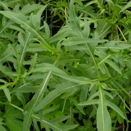 Évelő rukola (Diplotaxis tenuifolia) vetőmag