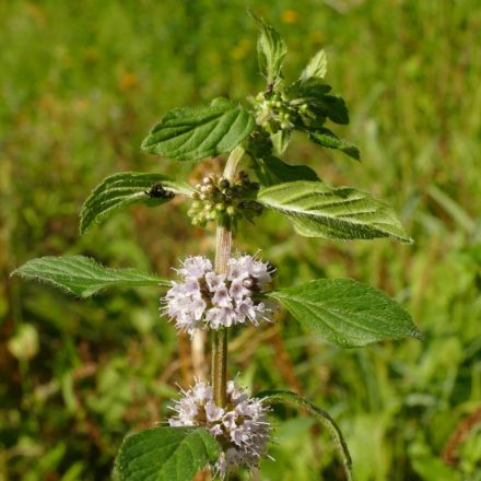 Mezei menta, citrom illatú forma (Mentha arvensis) palánta