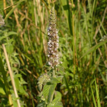 Lómenta (Mentha longifolia) palánta