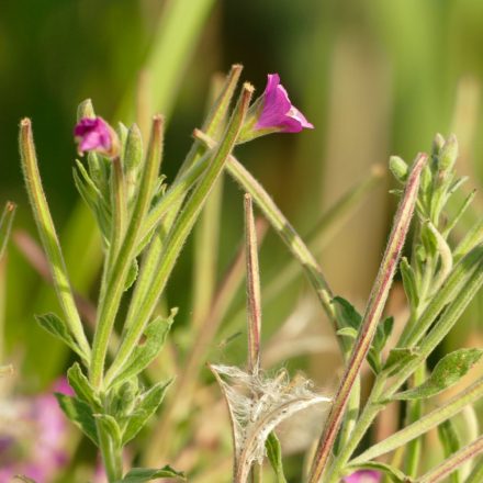 Kisvirágú füzike (Epilobium parviflorum) palánta