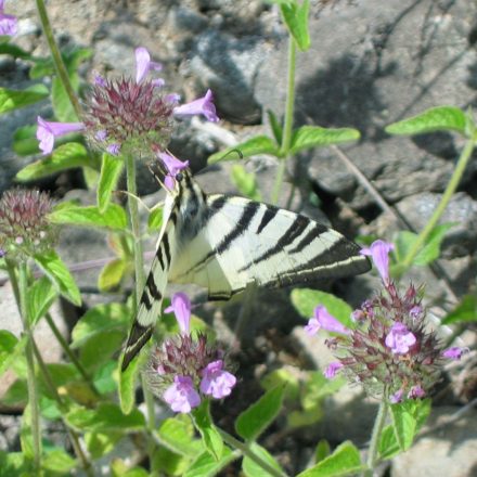 Közönséges borsfű (Clinopodium vulgare) palánta