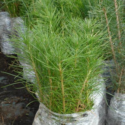 Fekete fenyő (Pinus nigra) földlabdás csemete, 20-30 cm