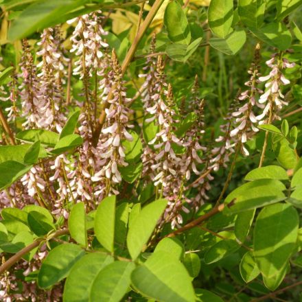 Indigócserje (Indigofera amblyantha) földlabdás csemete