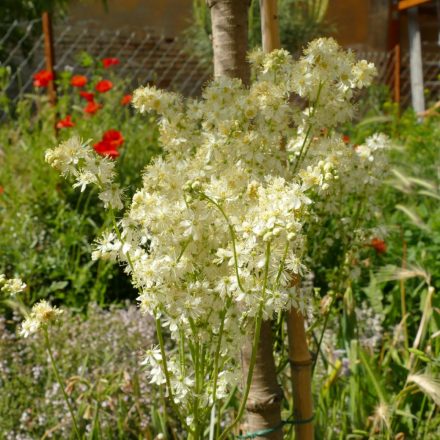 Koloncos legyezőfű (Filipendula vulgaris) palánta