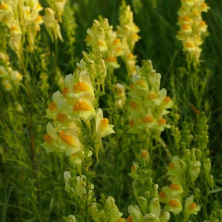 Közönséges gyújtoványfű (Linaria vulgaris) palánta