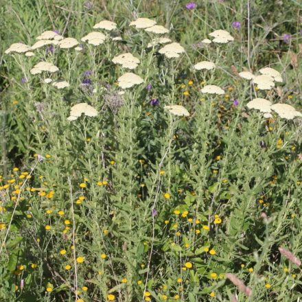 Pusztai cickafark (Achillea setacea) palánta