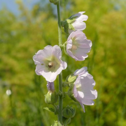 Halvány mályvarózsa (Alcea biennis) palánta