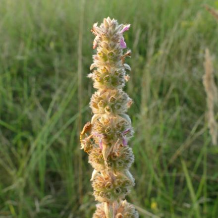 Fehér tisztesfű (Stachys germanica) palánta