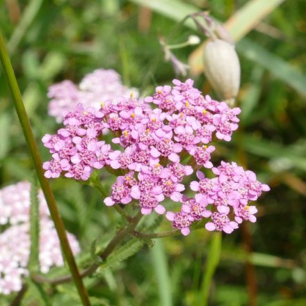 Sziki cickafark (Achillea aspleniifolia) palánta