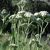 Közönséges cickafark (Achillea millefolium) palánta