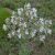 Magyar zsálya (Salvia aethiopis) palánta