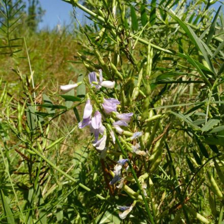 Orvosi kecskeruta (Galega officinalis) palánta