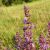 Ligeti zsálya (Salvia nemorosa) palánta