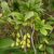 Sóskaborbolya (Berberis vulgaris) szabadgyökeres csemete