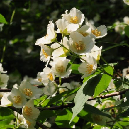 Jezsámen (Philadelphus coronarius) szabadgyökeres csemete