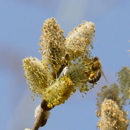 Kecskefűz (Salix caprea) szabadgyökeres csemete