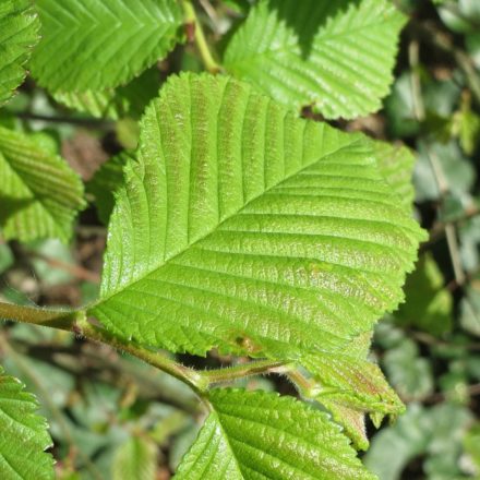 Hegyi szil (Ulmus glabra) szabadgyökeres csemete