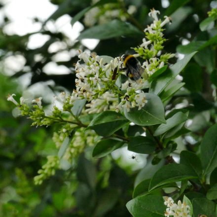 Télizöld fagyal (Ligustrum ovalifolium) szabadgyökeres csemete