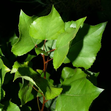 Fekete nyár (Populus nigra) szabadgyökeres csemete