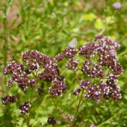 Szurokfű, oregano, bordó virágú forma (Origanum sp.) vetőmag