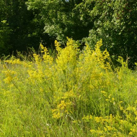 Tejoltó galaj, nagy termetű forma (Galium verum) vetőmag